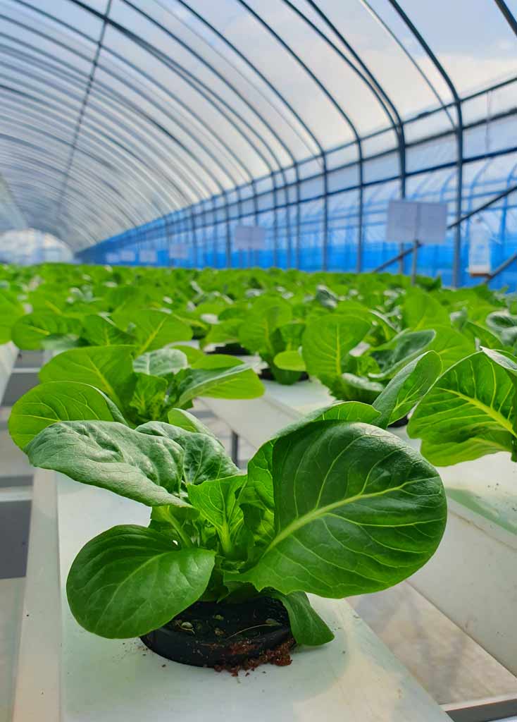smart_Agricultural