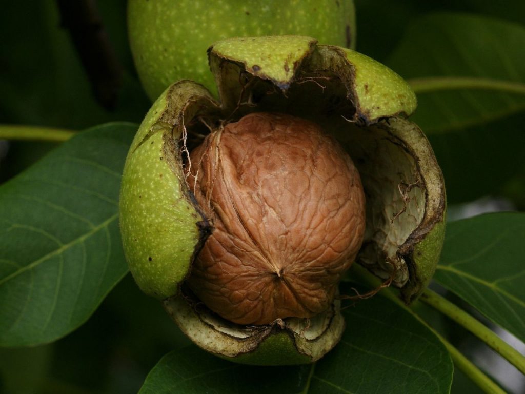 کوددهی صحیح به درخت گردو