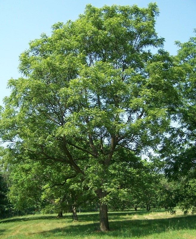 گردوی سیاه