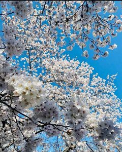 رویاک پژوهان پنجره ای به سوی کشاورزی مدرن و پایدار